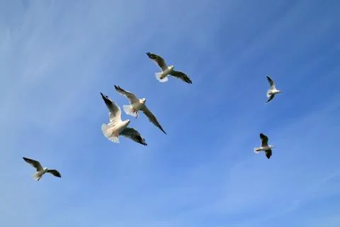 Flock of seagulls in flight Stock Photos
