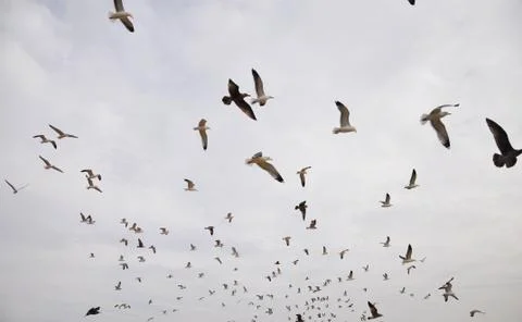 Flock of seagulls in flight Stock Photos