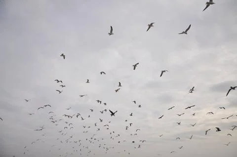 Flock of seagulls in flight Stock Photos