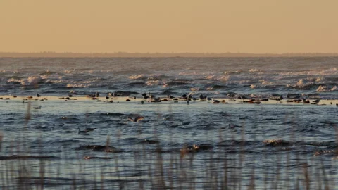 Flock of seagulls floating on choppy sea waves at sunset Stock Footage 339510032