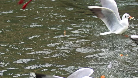 Flock of Seagulls Floating an Eating in Water Stock Footage 224767892