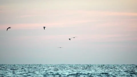 A flock of seagulls fly and fish in the sea. Warm sunset sky over the ocean, sun Stock Footage 165926434