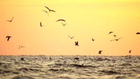 A flock of seagulls fly and fish in the sea. Warm sunset sky over the ocean, sun Stock Footage 171565423