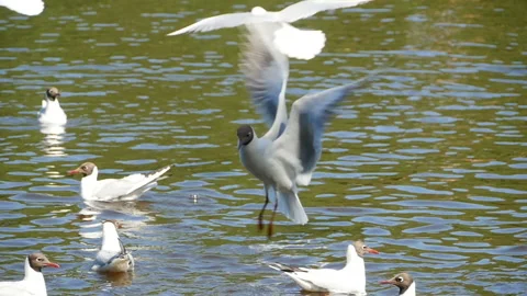 Flock of seagulls fly Stock Footage 98769470
