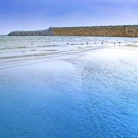 A Flock Of Seagulls Fly Low Over The Sea ,Constanta City on the Background Stock Footage 69456315