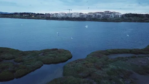A flock of seagulls fly over a blue lagoon after sunset on a cloudy day Stock Footage 97364522