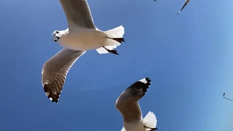 Flock of seagulls fly overhead pan left to right Stock Footage 223982985