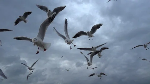 Flock of Seagulls fly overhead Slow- Motion 12 Stock Footage 123688205