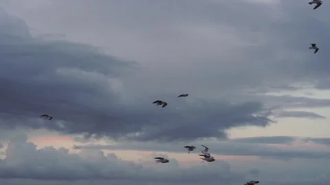 Flock of seagulls fly overhead at sunset Stock Footage 279422048