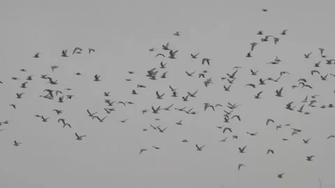 Flock of seagulls fly in the sky. 库存影片 147262063