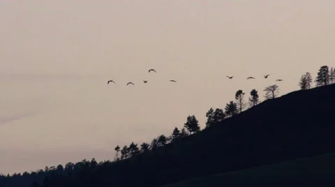 Flock of seagulls fly, slow motion Stock-Footage 66985441