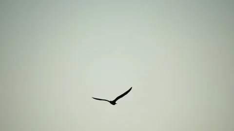 A flock of seagulls fly in warm sunset sky over the ocean. Silhouettes of Stock Footage 252645532