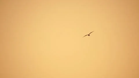 A flock of seagulls fly in warm sunset sky over the ocean. Silhouettes of Stock Footage 262952413
