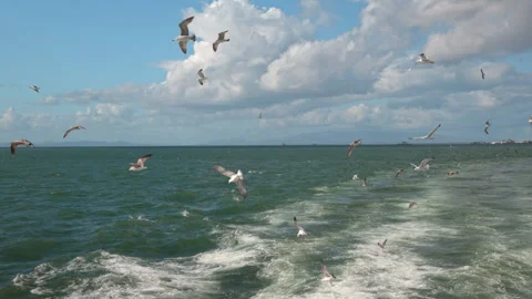 Flock of Seagulls Flying Above Open Sea Under a Clouded Sky Stock Footage 329400916