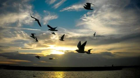 Flock of seagulls flying across a dramatic sky at sunset. Stock Photos