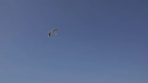 Flock of seagulls flying across the sky 4 Stock Footage 118624534