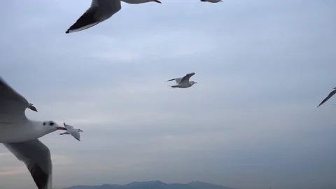 Flock of seagulls flying across the sky. Close-up 2 Stock Footage 119751045