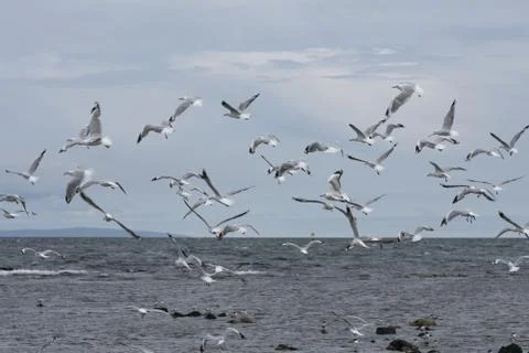 Flock of seagulls flying along the shoreline Stock Photos