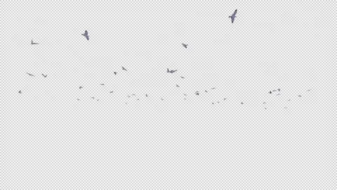 Flock Of Seagulls Flying, Alpha Channel Video stock 147373526