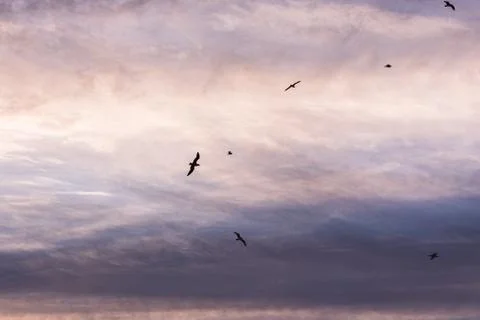 A flock of seagulls flying among the clouds Stock Photos