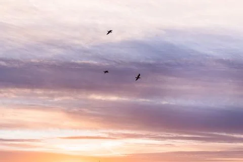 A flock of seagulls flying among the clouds Foto stock