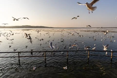 Flock of seagulls flying and resting over calm coastal water at sunrise 스톡 사진