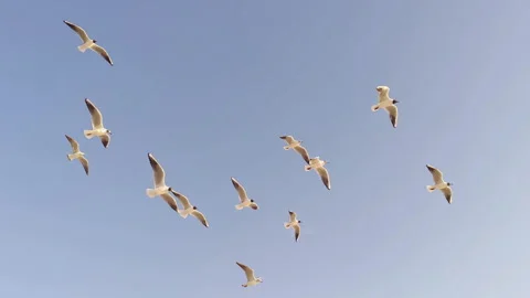 Flock of Seagulls Flying and Soaring in the Sky Stock Footage 305602051