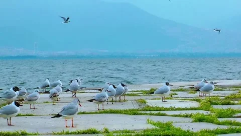 Flock of Seagulls Flying and Standing by the Water on a Misty Day Stock Footage 319928282