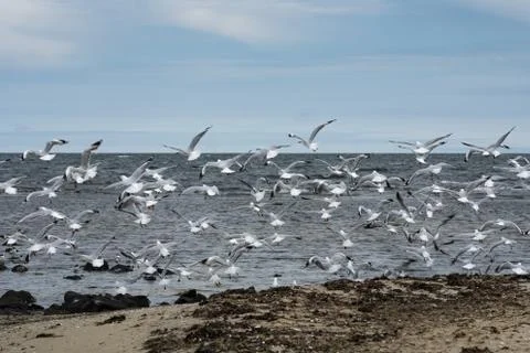 Flock of seagulls flying from the beach Stock Photos