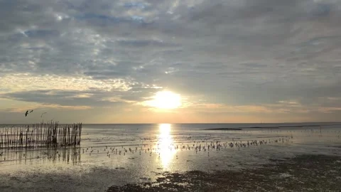 Flock of seagulls flying on the beach,Flock of seagulls flying Stock Footage 296414237