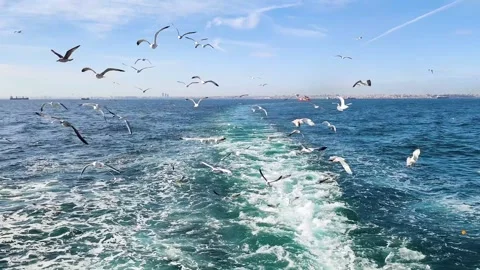 Flock of Seagulls Flying Behind a Ferry on the Sea of Marmara in Istanbul Stock Footage 325054943