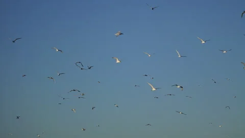 Flock of seagulls flying in blue sky Stock Footage 339537919
