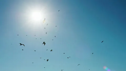 A flock of seagulls flying in the cloudless sky with a bright sun behind Stock Footage 153474578