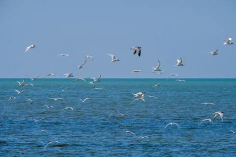 A flock of seagulls flying in a cloudless sky over the surface of the blue sea Stock Photos