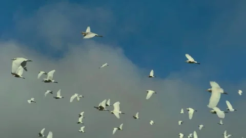 Flock of seagulls flying in the cloudy sky. Stock Footage 276490810