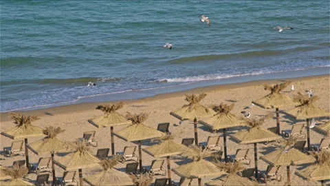 Flock of Seagulls Flying on Empty Beach in Summe Stock Footage 308459266