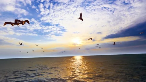 Flock of seagulls flying freely in the sunset Stock Footage 236187560