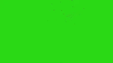 Flock of Seagulls Flying on Green Screen Stock Footage 223983253