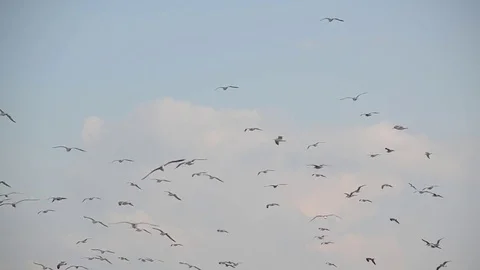 Flock of Seagulls flying high in the sky Video stock 80441589