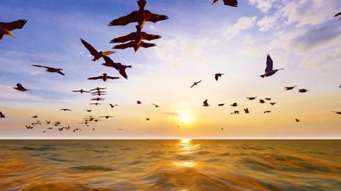 Flock of seagulls flying low over the sea at sunset Stock Footage 229998731