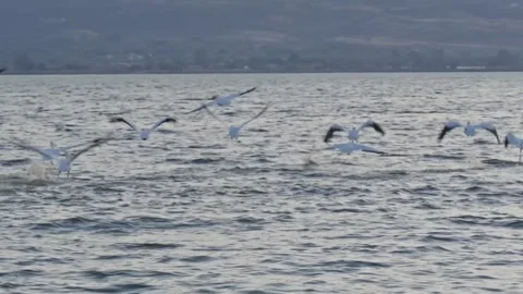 Flock of seagulls flying low over a lake surface Stock Footage 335899716