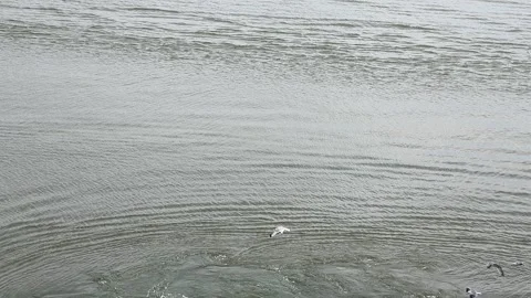 Flock of seagulls flying low over the rippling surface of the sea in slow motion Stock Footage 345758937