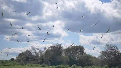 Flock of seagulls flying near eggs during nesting season Stock Footage 92592906