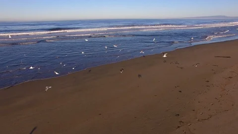 Flock of Seagulls Flying over the Beach Early Morning 1 Stock Footage 116512704