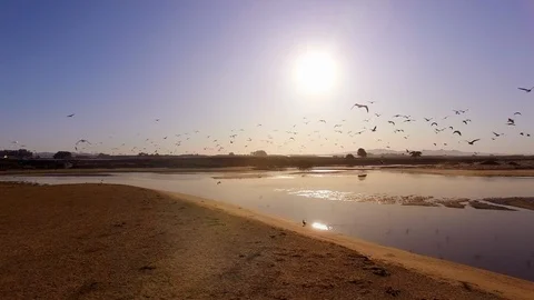 Flock of Seagulls Flying over the Beach Early Morning 3 Stock Footage 116515349