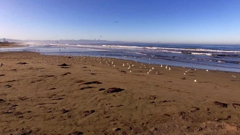 Flock of Seagulls Flying over the Beach Early Morning 4 Video stock 116516678
