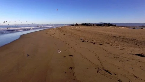 Flock of Seagulls Flying over the Beach Early Morning 5 Stock Footage 116517224