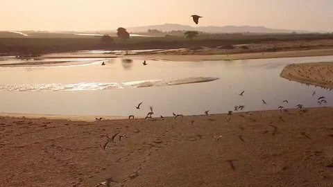 Flock of Seagulls Flying over the Beach Early Morning 2 HD Stock Footage 116519602