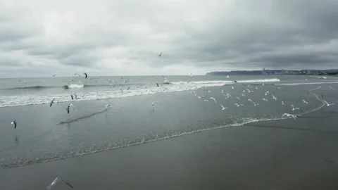 A flock of seagulls flying over the beach in South America Stock Footage 146345155