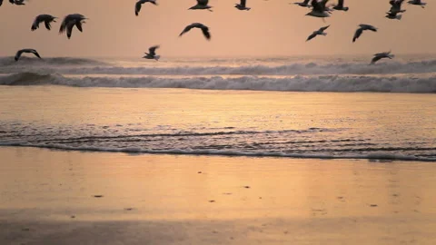 Flock of Seagulls Flying Over Beach at Golden Hour Sunset 스톡 동영상 344163241